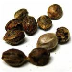 Семена марихуаны АК-47  (Seeds AK-47) в Задонске